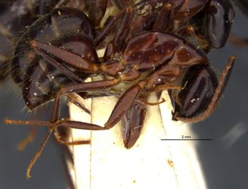Media type: image;   Entomology 21453 Aspect: habitus lateral view